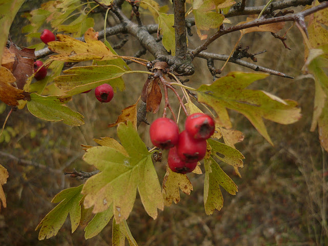 20111015021 Harasztosi magura